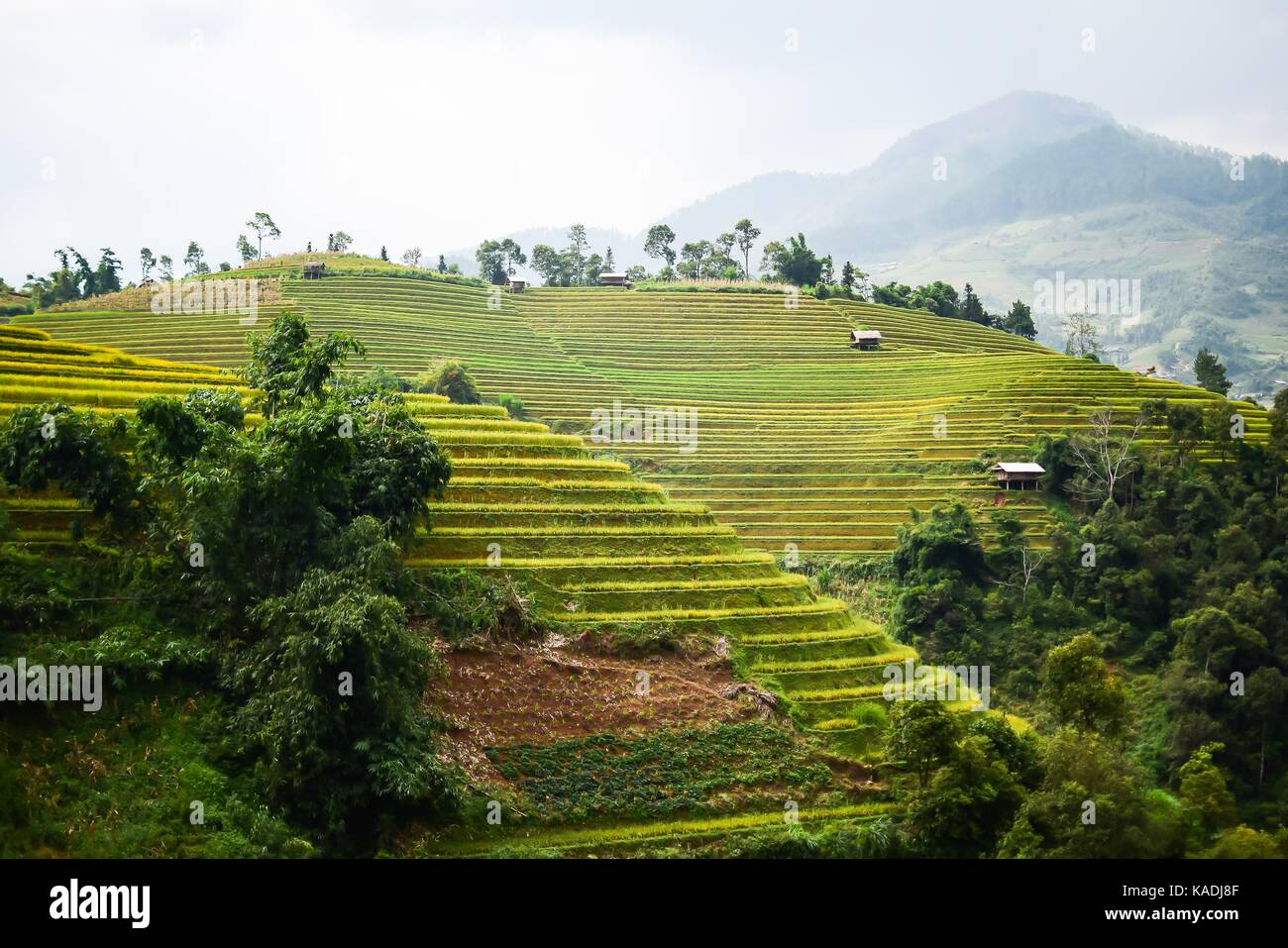 Reisfelder auf Terrassierten in rainny Jahreszeit an Mu Cang Chai, Yen Bai, Vietnam. Reisfelder Vorbereitung zur Transplantation am Northwest Vietnam Stockfoto
