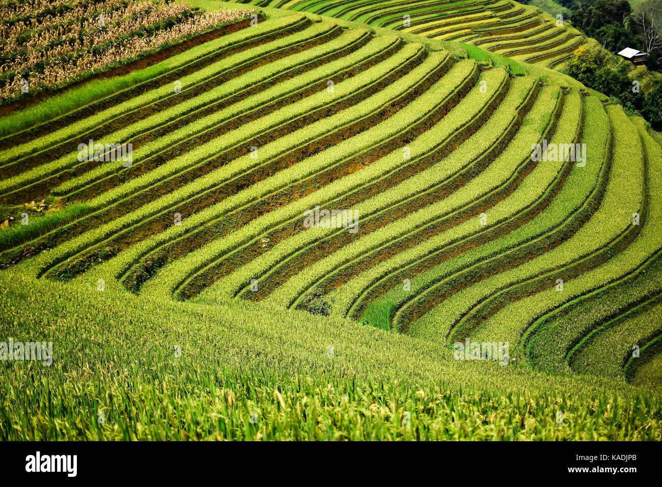 Reisfelder auf Terrassierten in rainny Jahreszeit an Mu Cang Chai, Yen Bai, Vietnam. Reisfelder Vorbereitung zur Transplantation am Northwest Vietnam Stockfoto