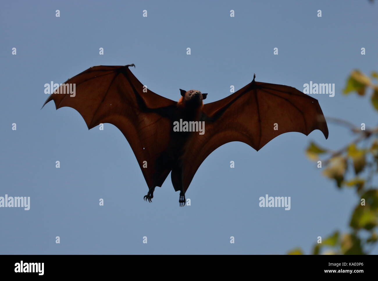 Fledermaus fliegen Stockfoto