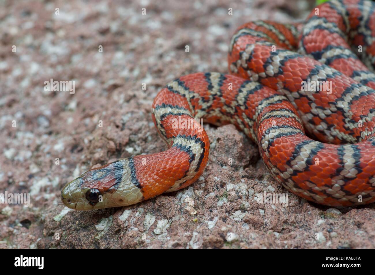 Lampropeltis knoblochi Fotos und Bildmaterial in hoher Auflösung Alamy
