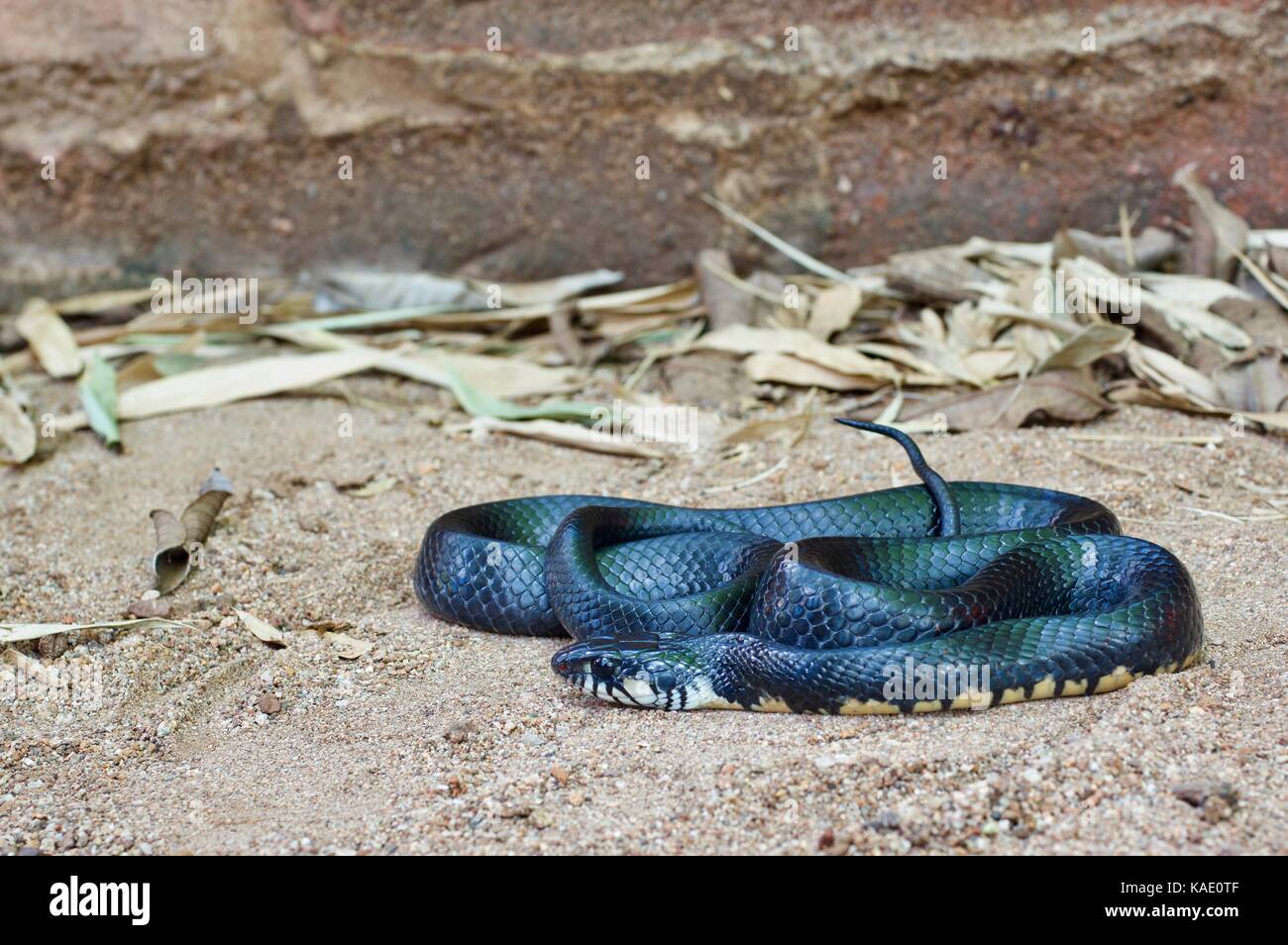 Ein Texas Indigo Snake (Drymarchon erebennus Melanurus) auf sandigem Boden in Alamos, Sonora, Mexiko Stockfoto