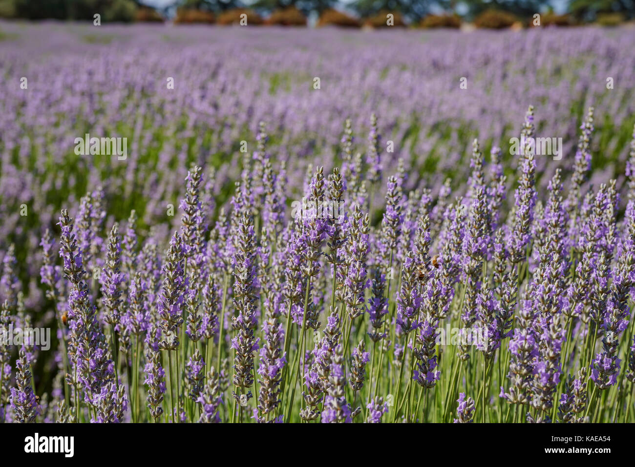 Schönen lila Lavendel Blüten von Lavendel Festival der 123 Bauernhof in San Bernardino, Los Angeles County, USA Stockfoto