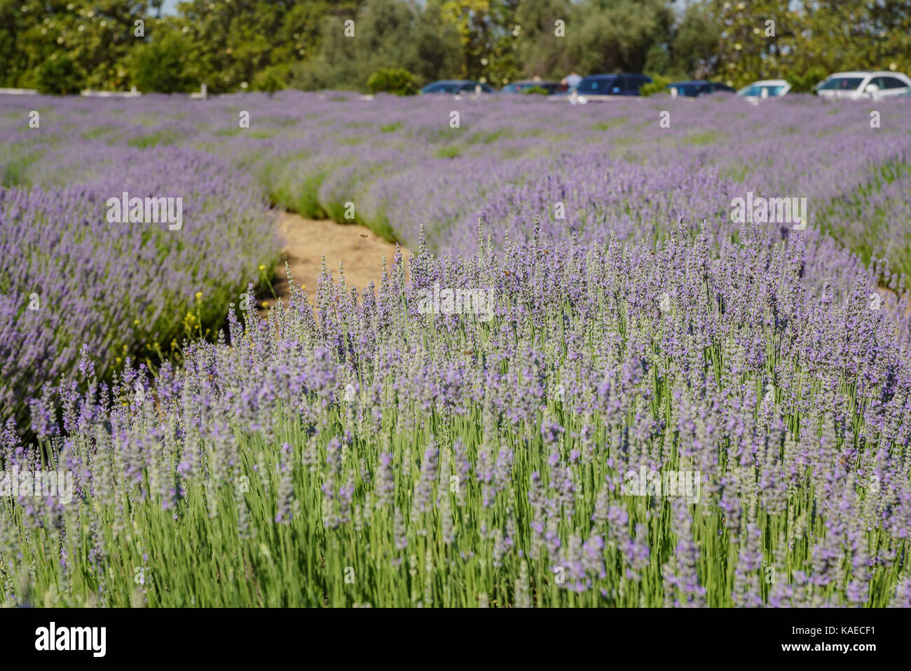 Schönen lila Lavendel Blüten von Lavendel Festival der 123 Bauernhof in San Bernardino, Los Angeles County, USA Stockfoto