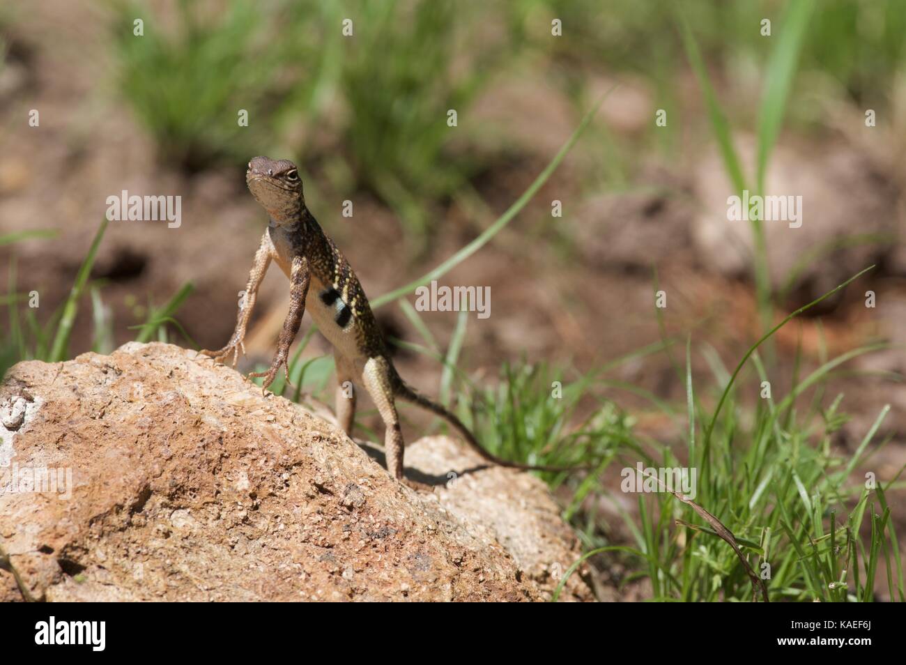 Ein sonoran Earless Lizard (thermophila Holbrookia elegans) auf felsigen Boden in Alamos, Sonora, Mexiko Stockfoto