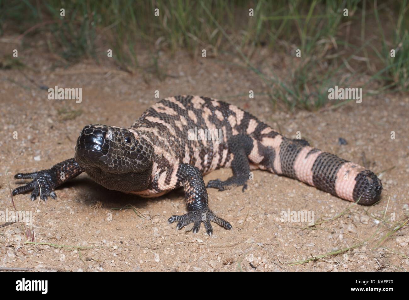 Eine Reticulate Gila Monster (Heloderma suspectum suspectum) in der Wüste bei Nacht in der Nähe von La Colorada, Sonora, Mexiko Stockfoto