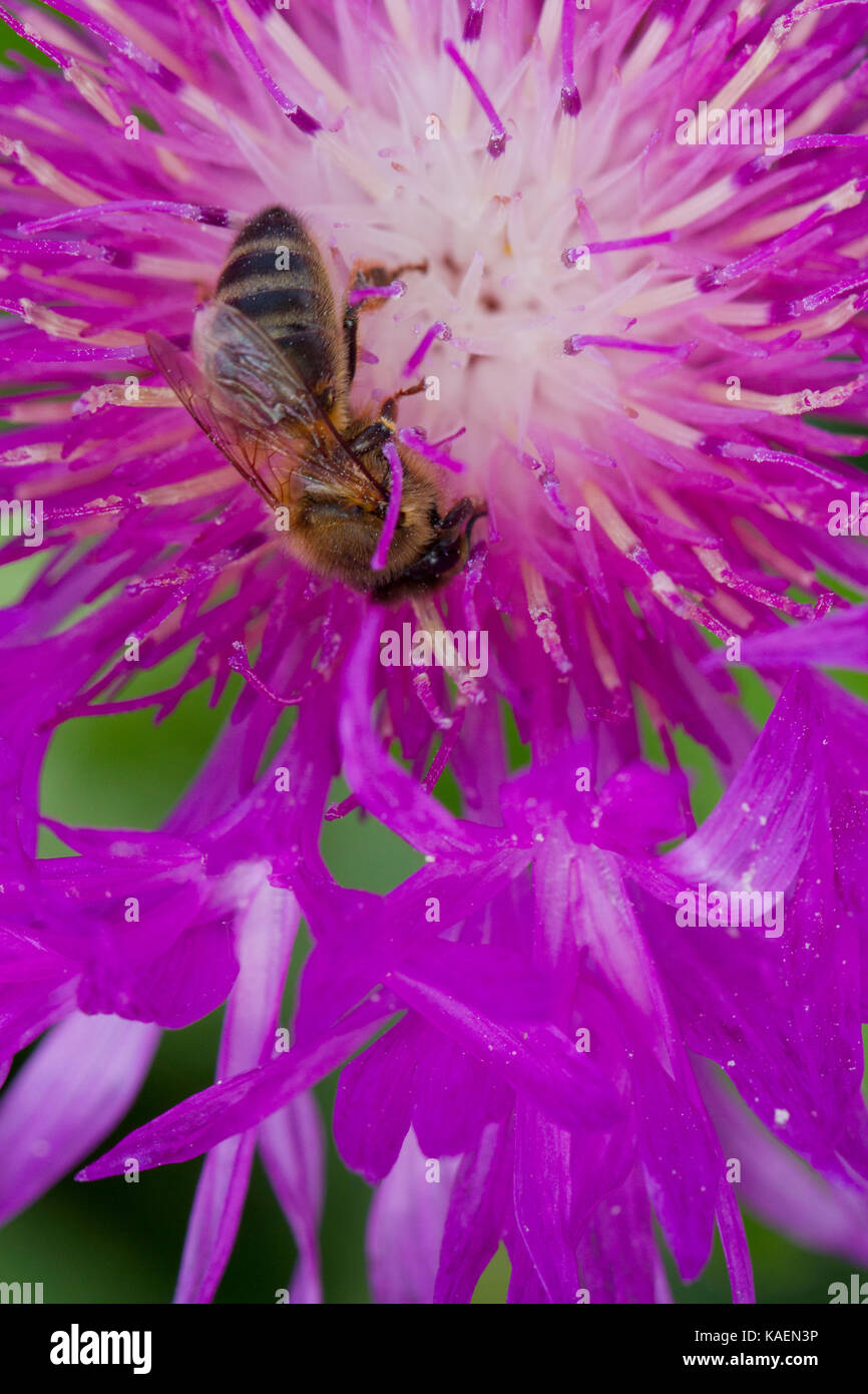 Die westliche Honigbiene (Apis mellifera), die erwachsenen Arbeitnehmer Fütterung in einem flockenblume (Centaurea) Blume im Garten. Carmarthenshire, Wales. Mai. Stockfoto