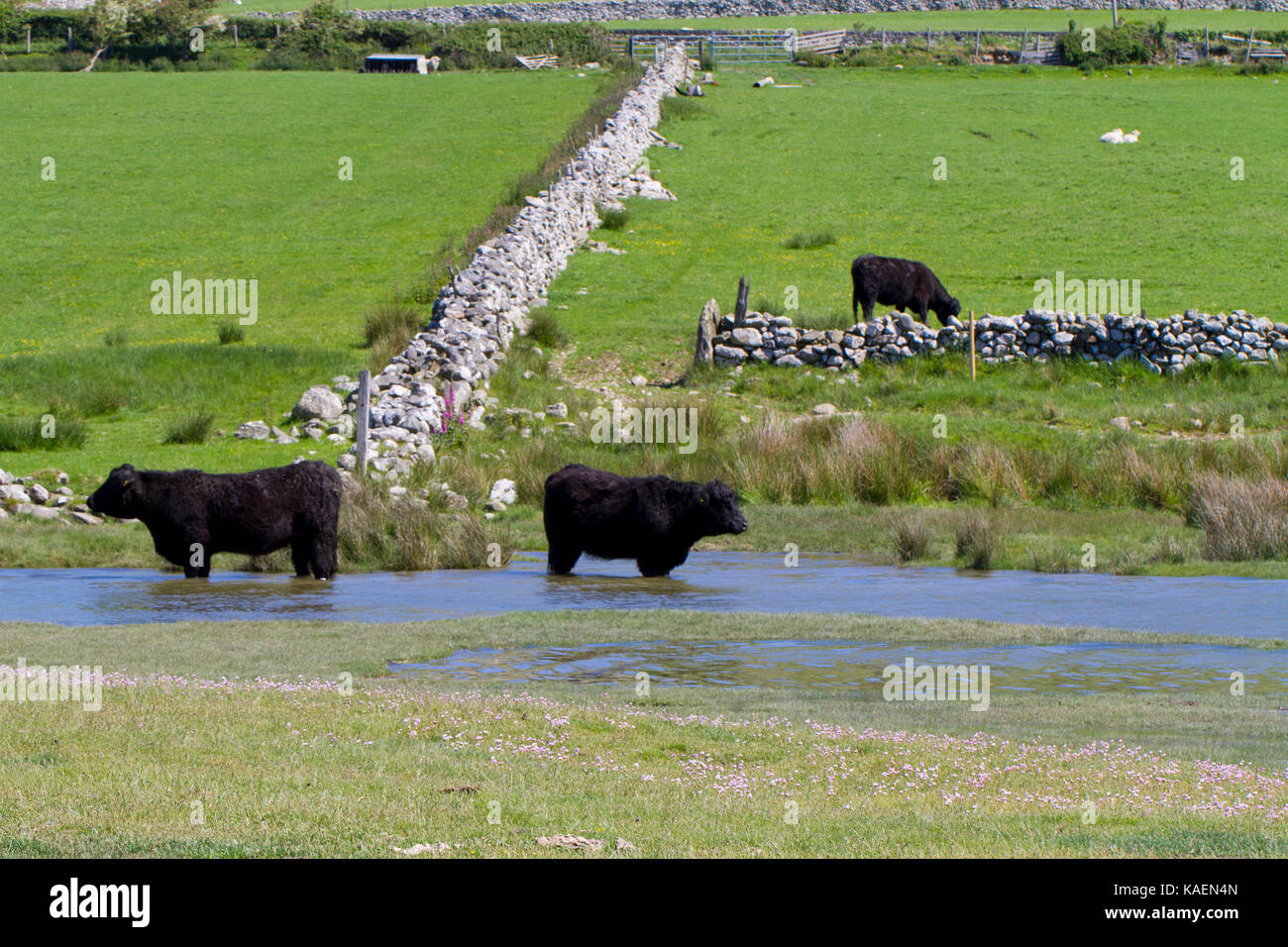 Welsh schwarzen Rinder stehen im Wasser am Rande des saltmarsh. Tonfanau,, Tywyn, Gwynedd, Wales. Mai. Stockfoto