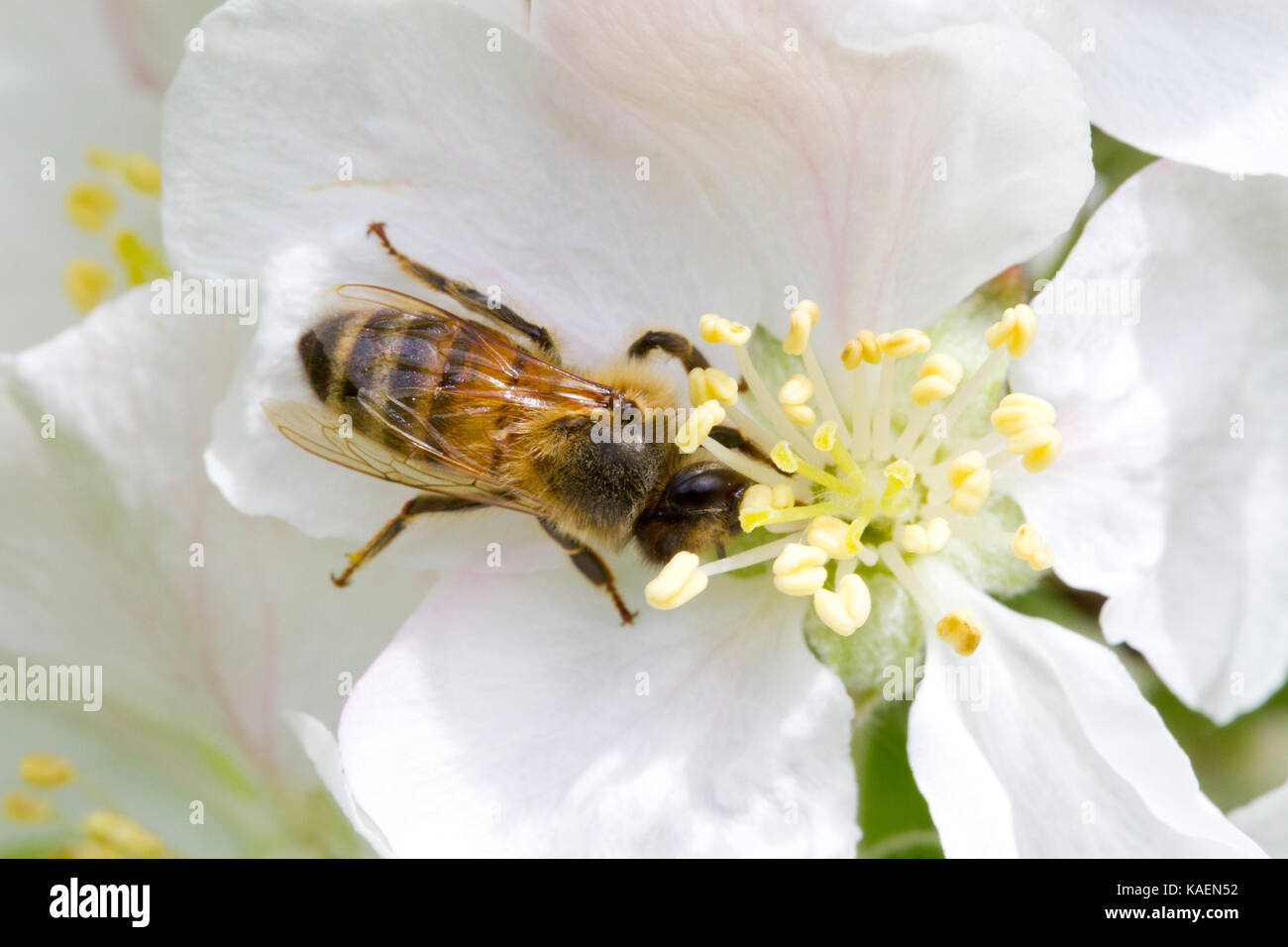 Die westliche Honigbiene (Apis mellifera), die erwachsenen Arbeitnehmer Fütterung in einem gepflegten apple Blume in einem Obstgarten. Powys, Wales. Mai. Stockfoto