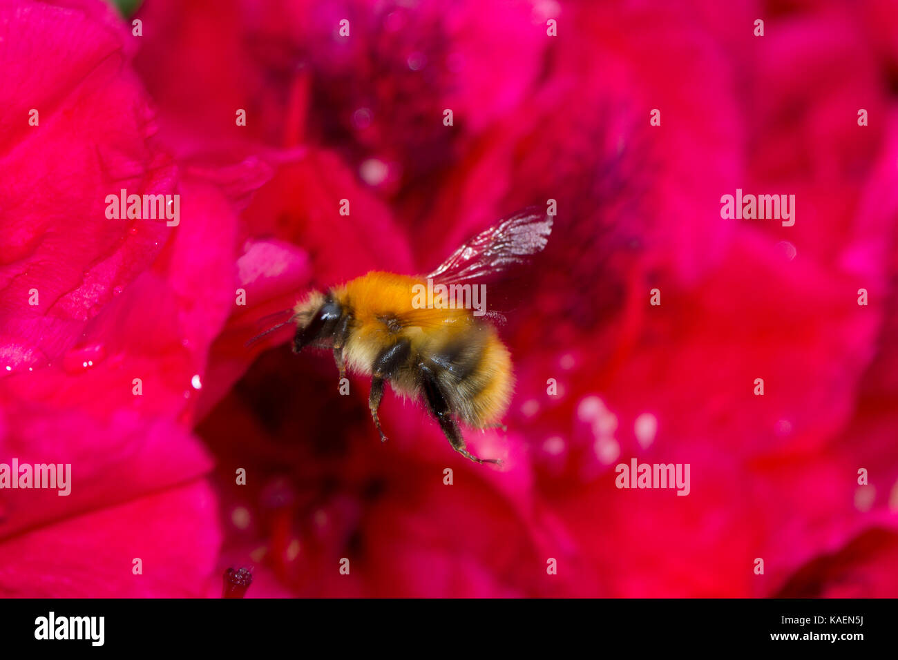 Gemeine Heidelibelle (Bombus pascuorum) erwachsenen Arbeitnehmer Fütterung auf Rhododendron 'Lord Roberts' Blumen im Garten. Powys, Wales. Mai. Stockfoto