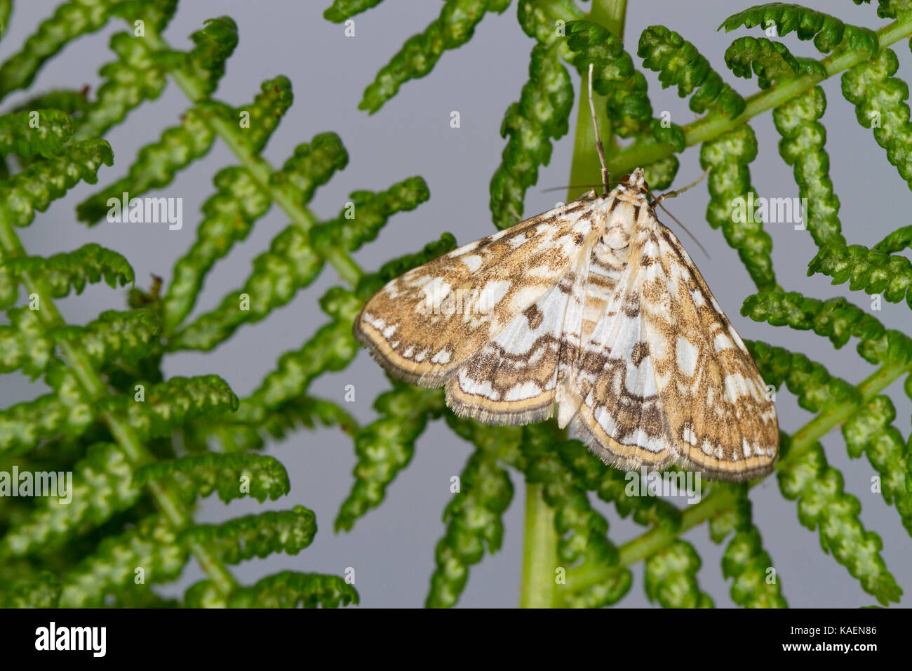 Braun China-Mark (Elophila nymphaeata) erwachsenen Motten auf einem bracken Wedel. Powys, Wales. Juni. Stockfoto