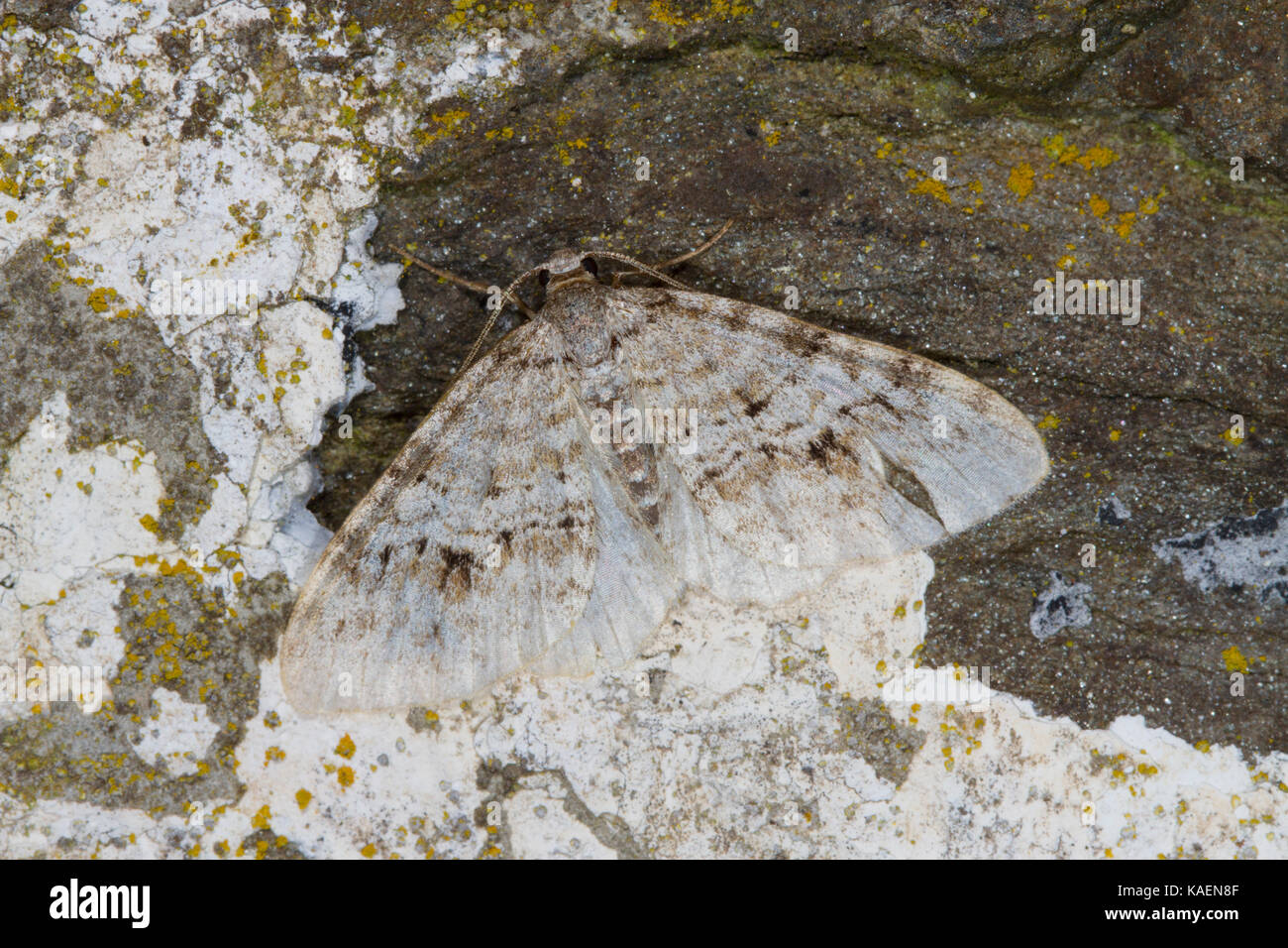 Welsh Wave (Venusia cambrica) erwachsenen Motten ruht auf einer Mauer. Powys, Wales. Juli. Stockfoto