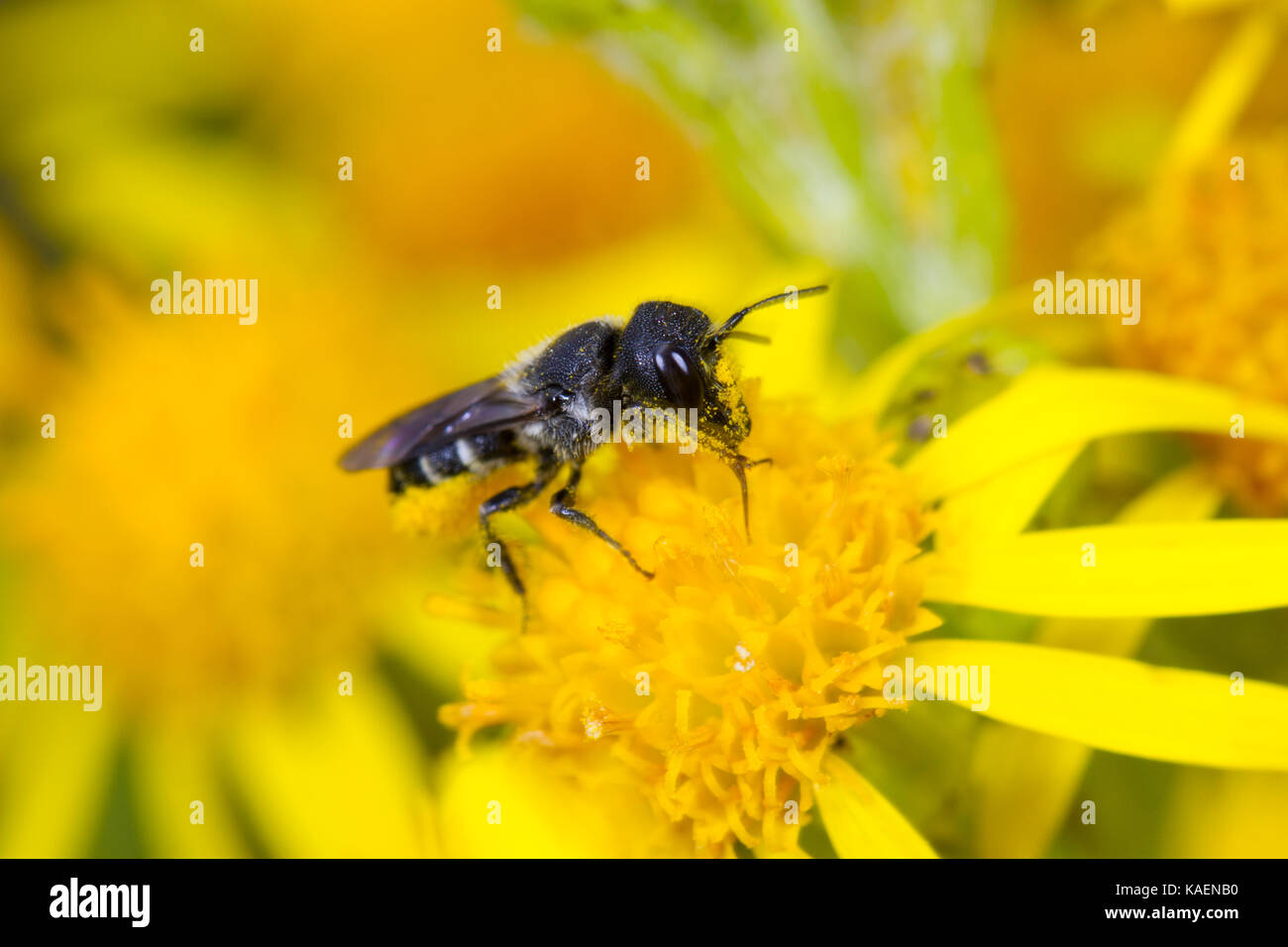 Großen Harz - Biene (Heriades truncorum) erwachsenen weiblichen Fütterung auf Ragwort (Maculata vulgaris) Blumen.. Suffolk, England. Juli. Stockfoto
