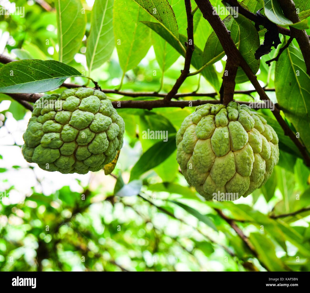 Zucker apple, Annona squamosa Linn. fruite und Kraut Stockfoto