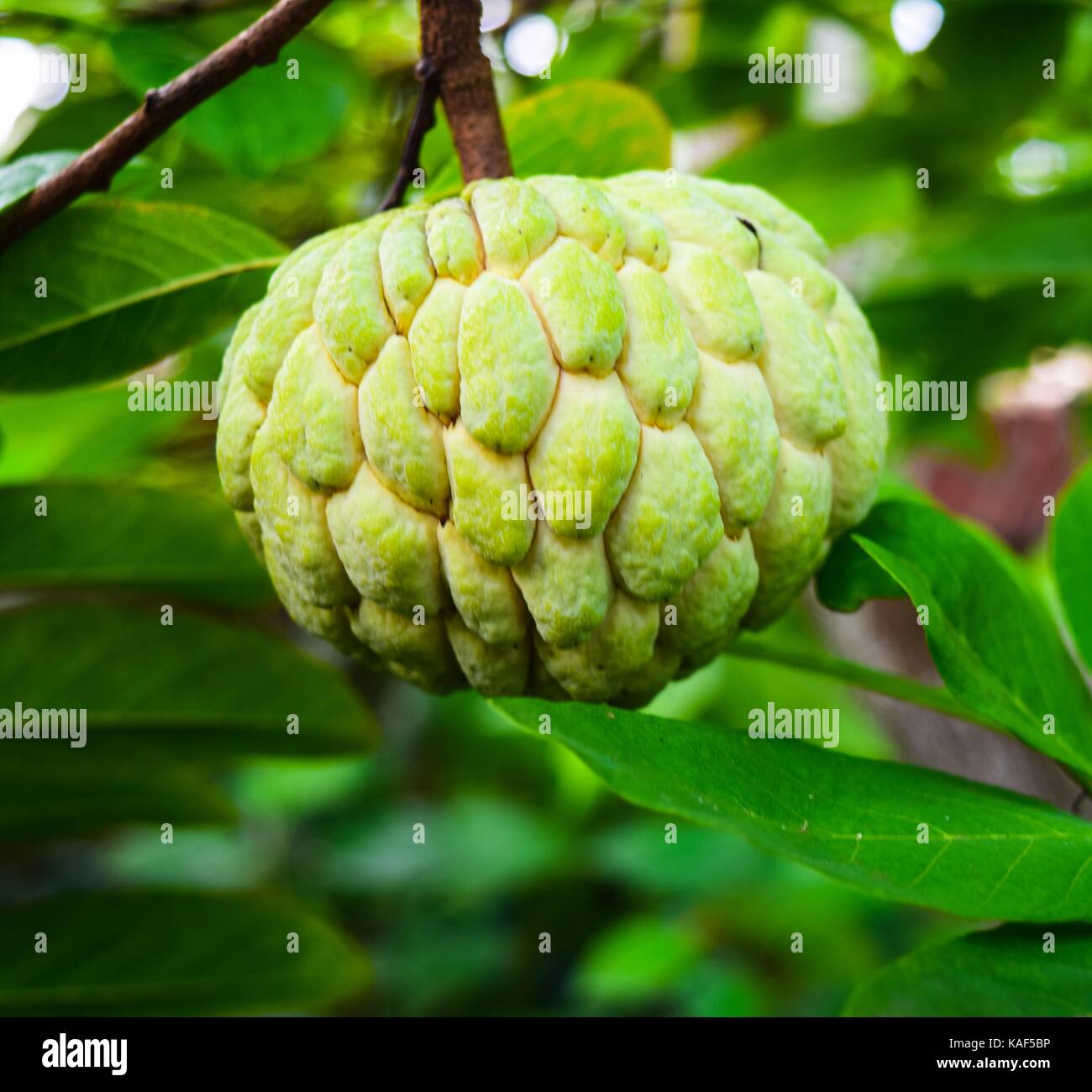 Zucker apple, Annona squamosa Linn. fruite und Kraut Stockfoto
