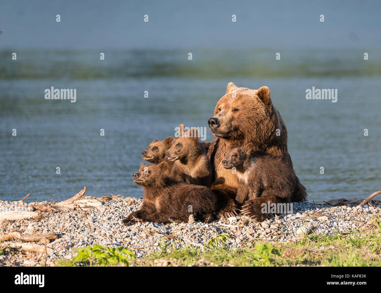 Mutter brauner Bär und ihre vier Jungen in der Nachmittagssonne am Rande des kuril See, Kamtschatka, Russland. Stockfoto