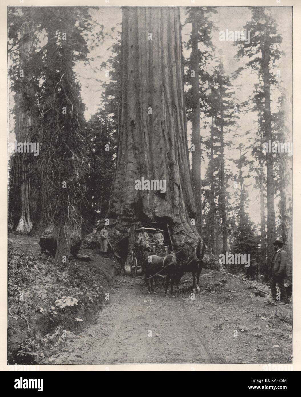 "Wawona 'Big Tree, Mariposa Grove, Kalifornien Stockfoto