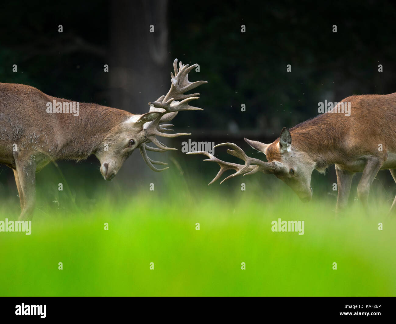 Red Deer im Richmond Park London, Großbritannien Stockfoto