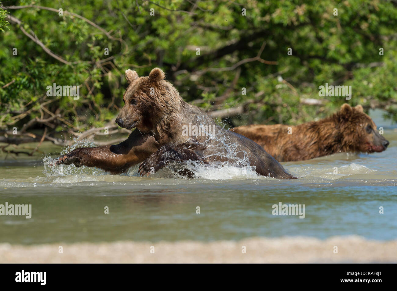 Brauner Bär, der sich auf sockeye Lachse, Kamtschatka, Russland. Stockfoto