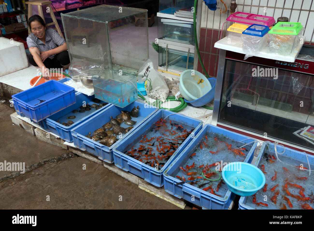 Porträt einer chinesischen Frau in ein Geschäft, in dem sie Tiere, Tiere, Schildkröten, Goldfisch, Fische als Haustiere in einem traditionellen Markt von Guilin, China, Asien Stockfoto