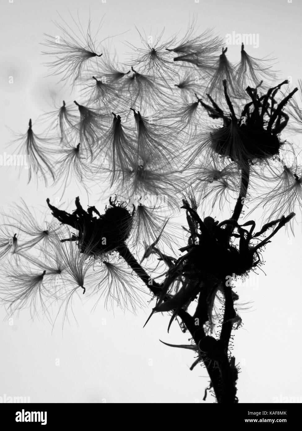Habichtskraut hieracium umbellatum Samen Kopf in Norfolk Feld Stockfoto