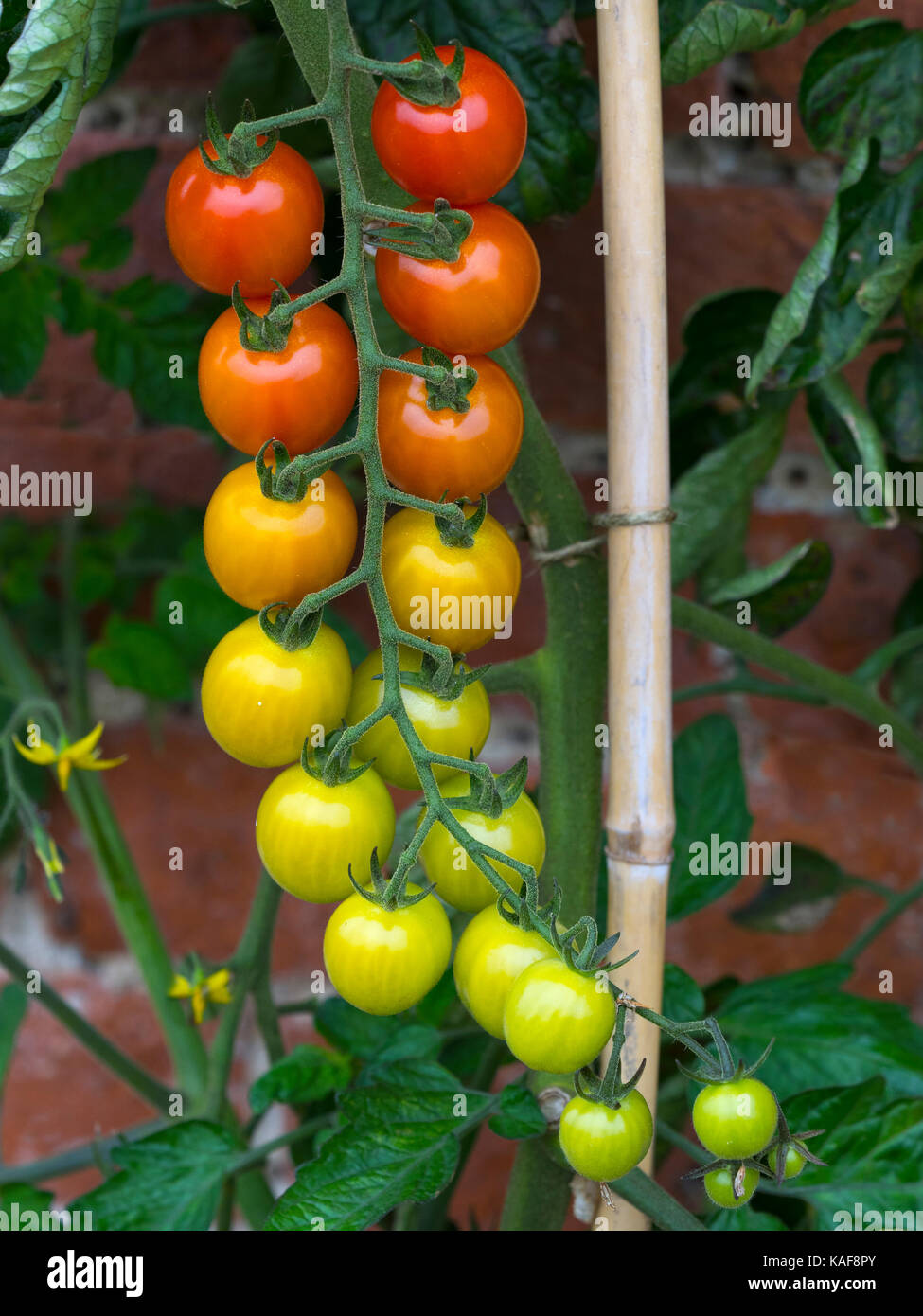 Strauchtomaten Solanum Lycopersicum wachsenden außerhalb in Norfolk Garten Stockfoto
