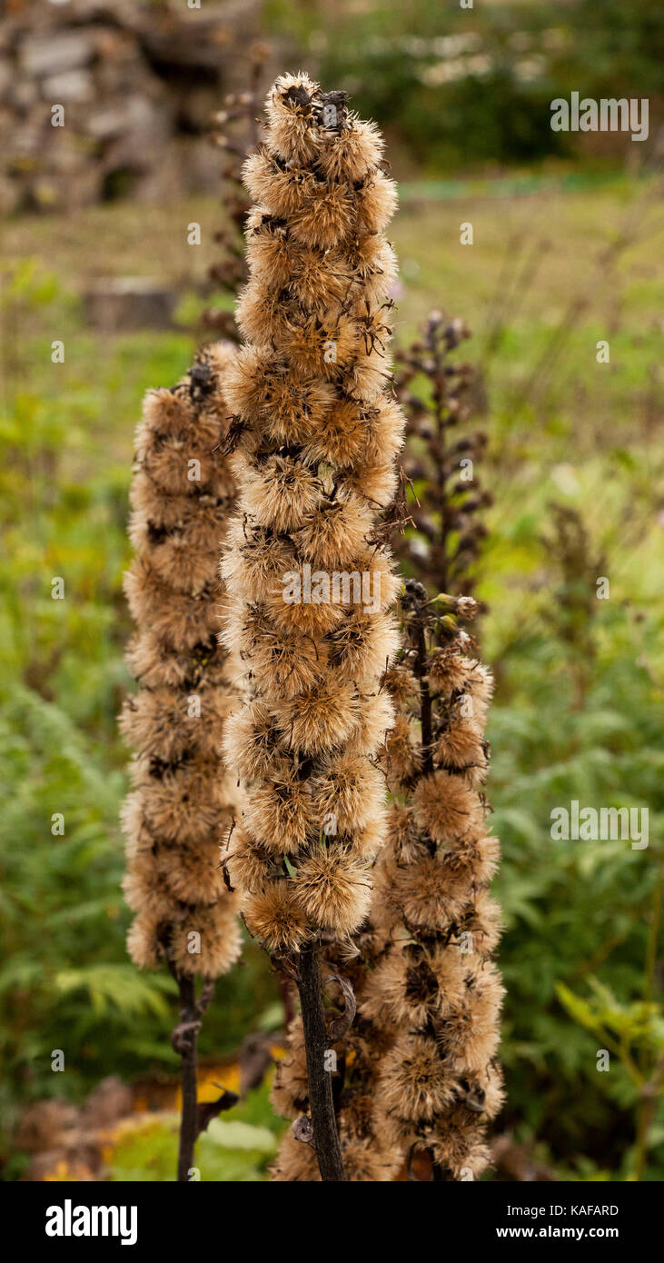 Liatris toten Blumen in einem Garten in England, Großbritannien Stockfoto