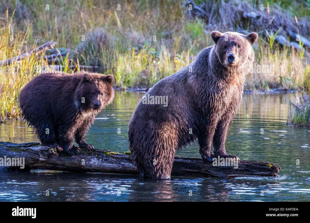 Wild Alaskan Brown Bear auf der Suche nach Lachs in Eagle River. Mama Bär zeigt Cub wie Lachs zu fangen. Stockfoto