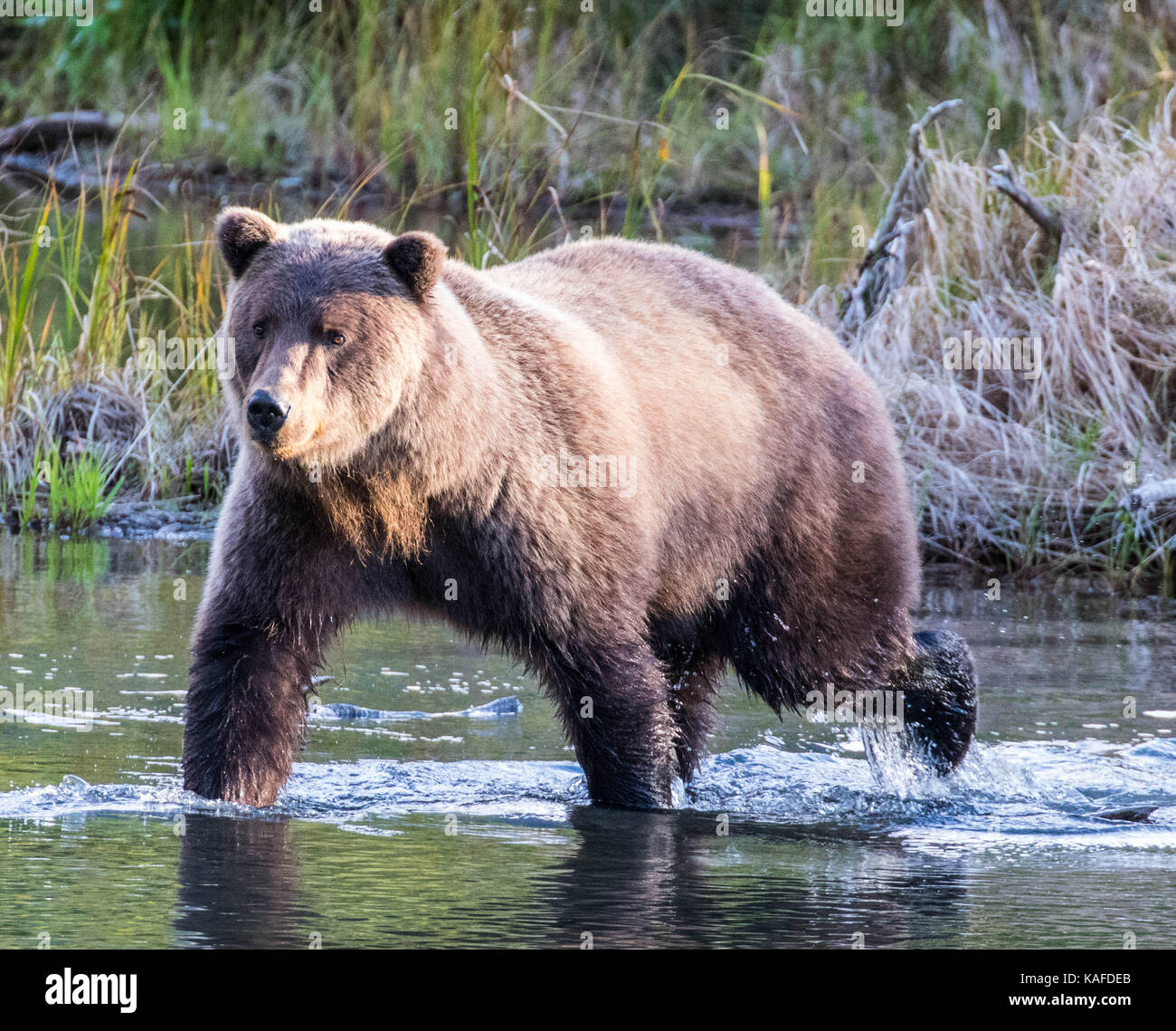 Wild Alaskan Brown Bear auf der Suche nach Lachs in Eagle River. Mama Bär zeigt Cub wie Lachs zu fangen. Stockfoto