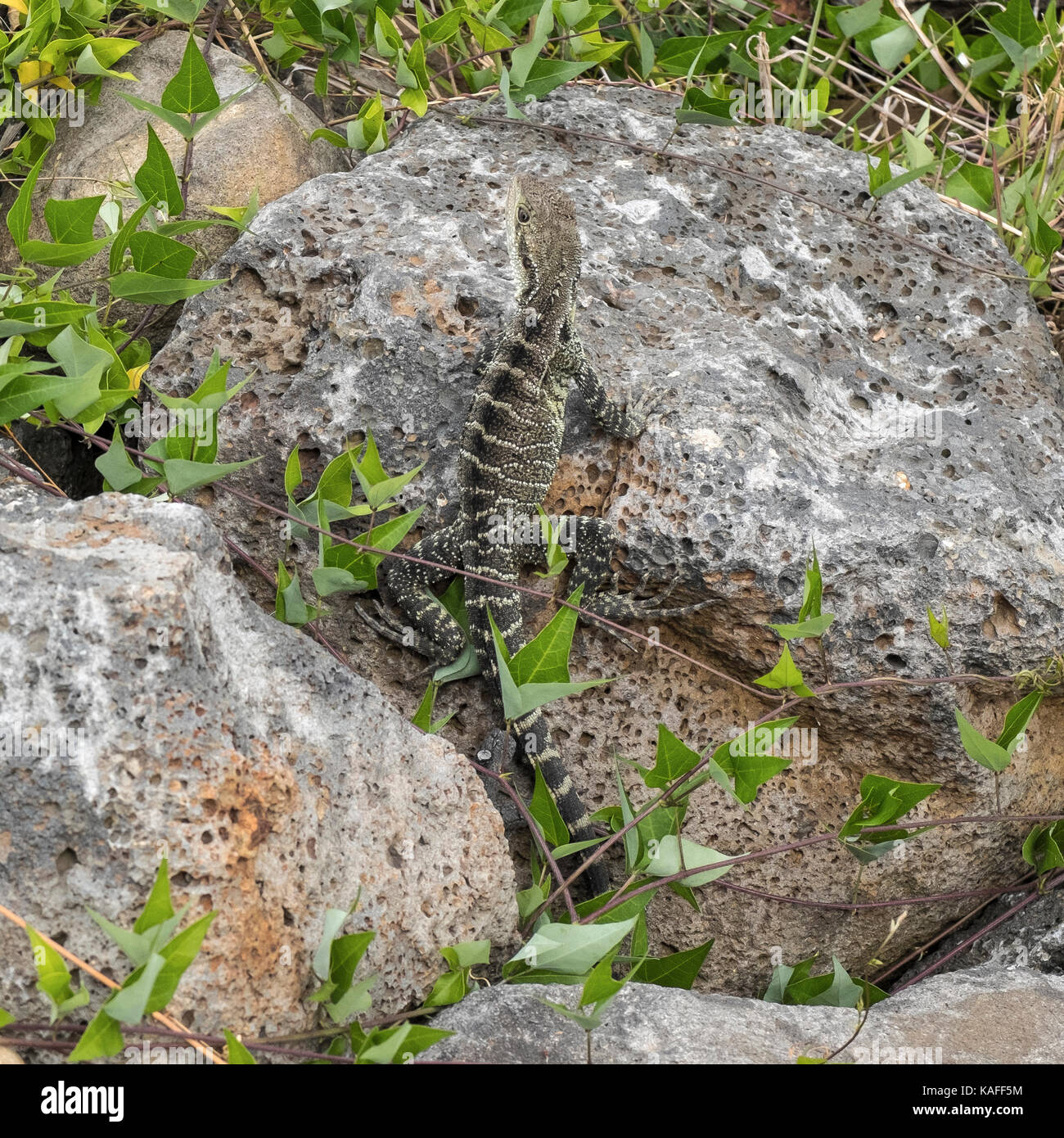 australischer Wasserdrache Stockfoto