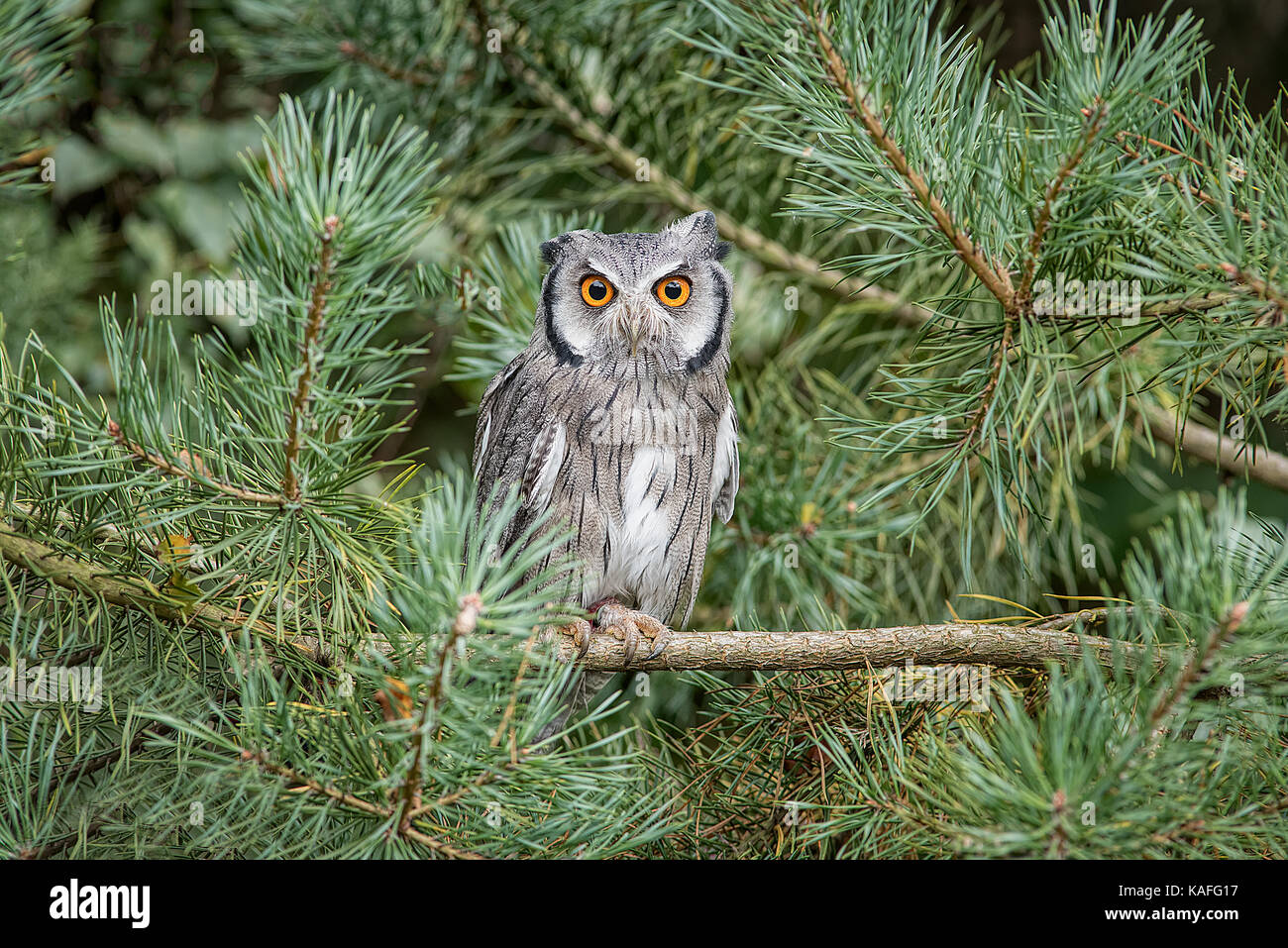 Eine weiße konfrontiert scops Owl thront in einem Baum und starrte auf die Kamera mit dem großen orange Augen Stockfoto