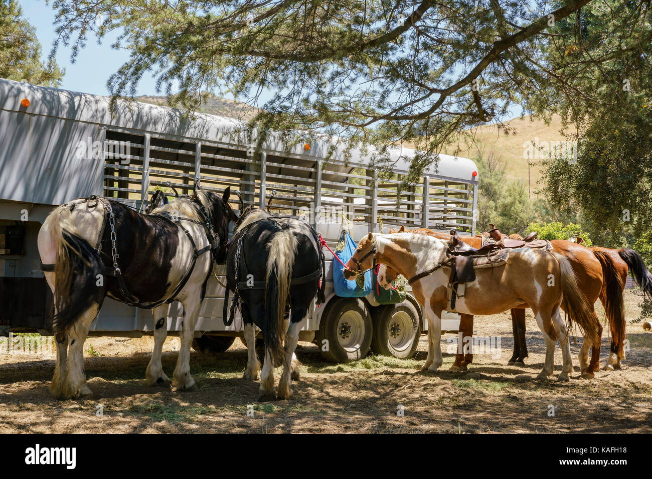 Pferde von Lavendel Festival der 123 Bauernhof in San Bernardino, Los Angeles County, USA Stockfoto