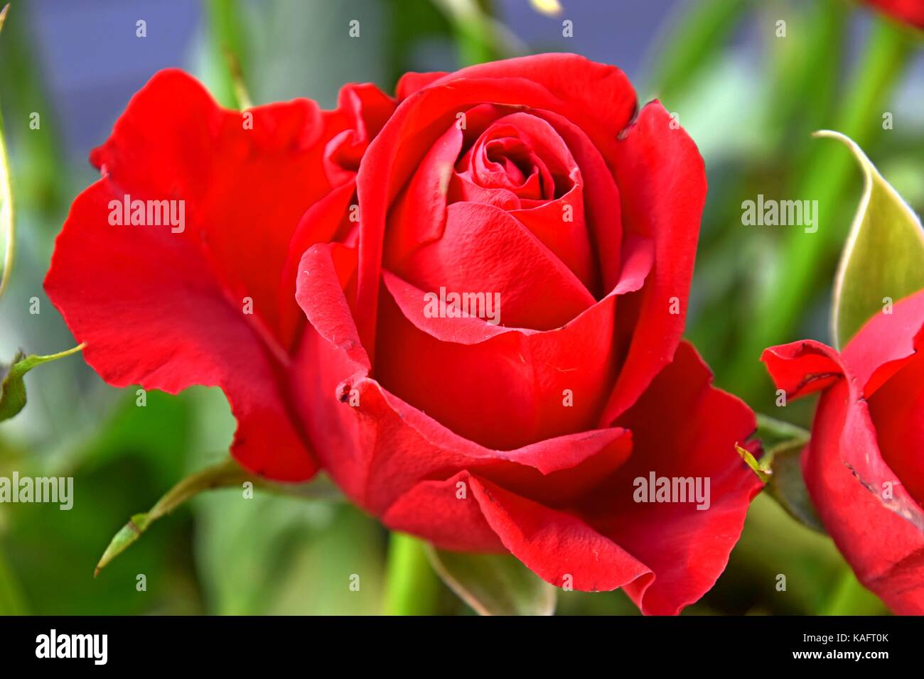 Rosen sind rot, perfekte rote Rosen, Symbol der Liebe, Feste, Tag der  aniversary Stockfotografie - Alamy