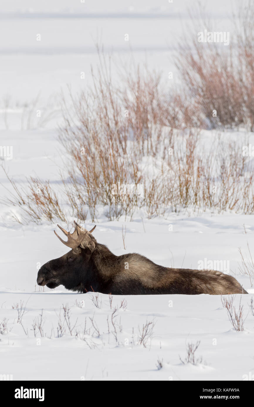 Elch/Elch (Alces alces), Stier, Ruhen, Lügen, Wiederkäuend im schnee, winter, Yellowstone NP, USA. Stockfoto