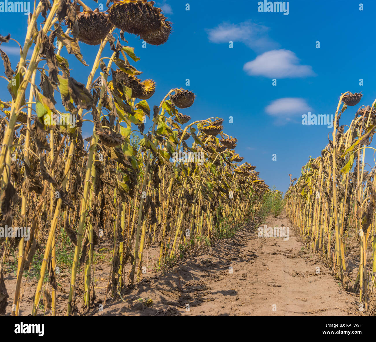 Innerhalb der landwirtschaftlichen Feld mit reifen Sonnenblumen in der Ukraine Stockfoto