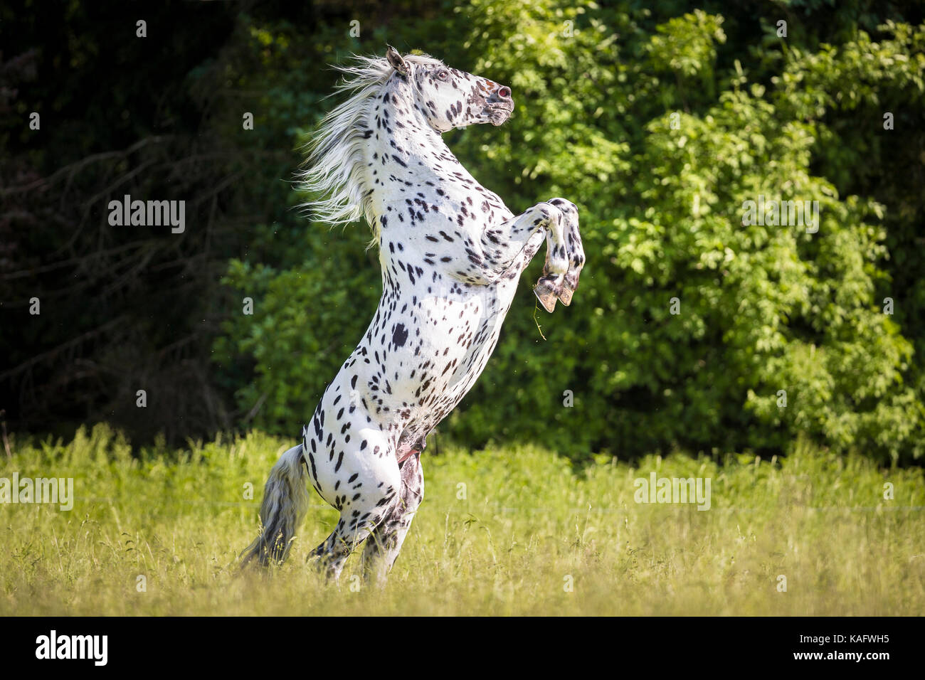 Knabstrup Pferd. Erwachsenen Hengst Aufzucht auf einer Weide. Österreich Stockfoto