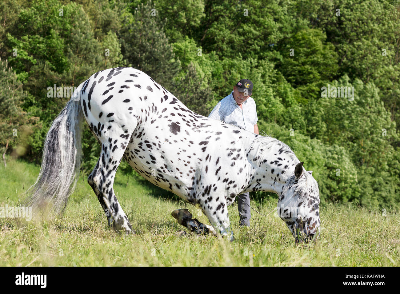 Knabstrup Pferd. Erwachsenen Hengst kniend auf einer Weide. Österreich Stockfoto