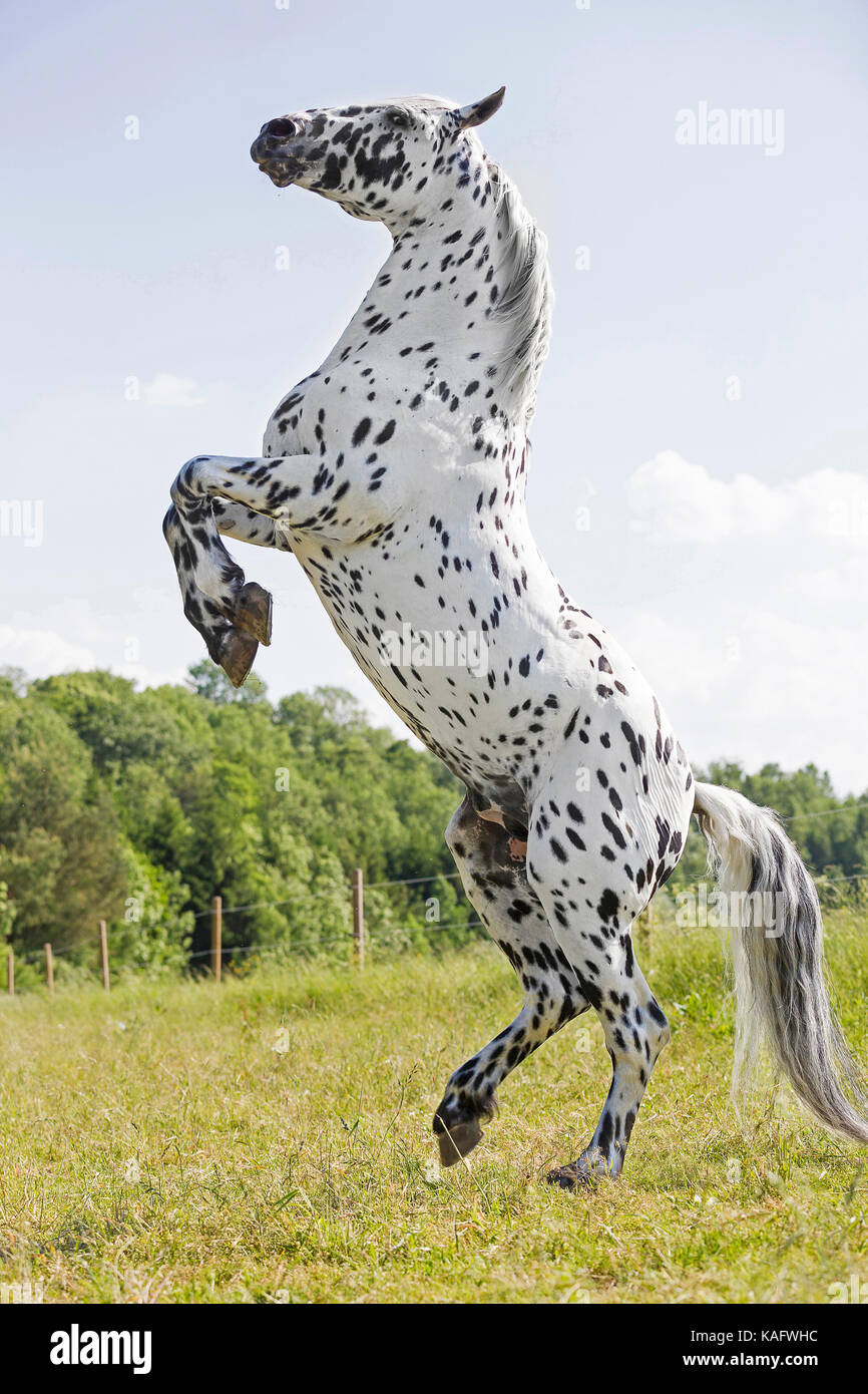 Knabstrup Pferd. Erwachsenen Hengst Aufzucht auf einer Weide. Österreich Stockfoto