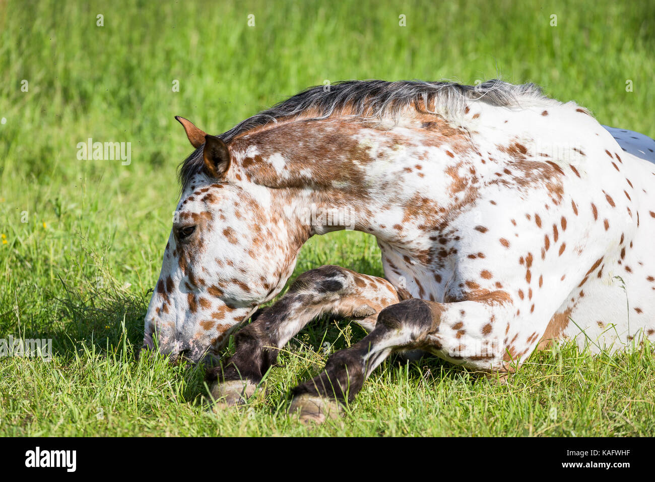 Knabstrup Pferd. Erwachsenen Hengst liegend auf einer Weide. Österreich Stockfoto