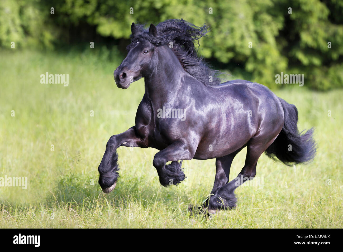Fiel Pony. Schwarze Wallach galoppierte auf einer Wiese. Österreich Stockfoto