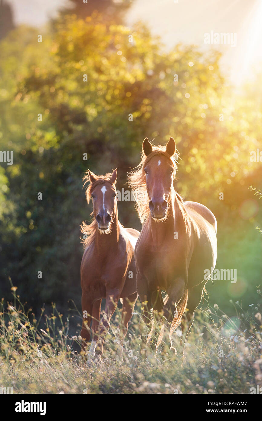 Arabian Horse und Maremmano gallopieren auf einer Weide. Toskana, Italien. Einschränkung: Nicht für Briefpapier weltweit, bis 22.8.2020 (R422) ..... Stockfoto