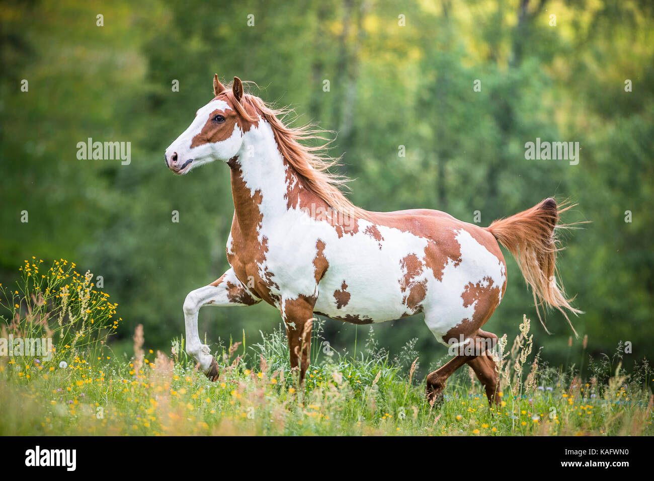 American Paint Horse trotting auf einer Wiese. Österreich Stockfoto