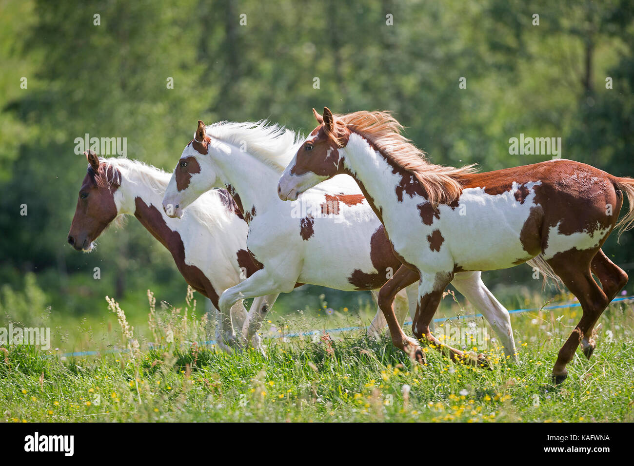 American Paint Horse. Drei Colte galoppierenden auf einer Wiese. Österreich Stockfoto