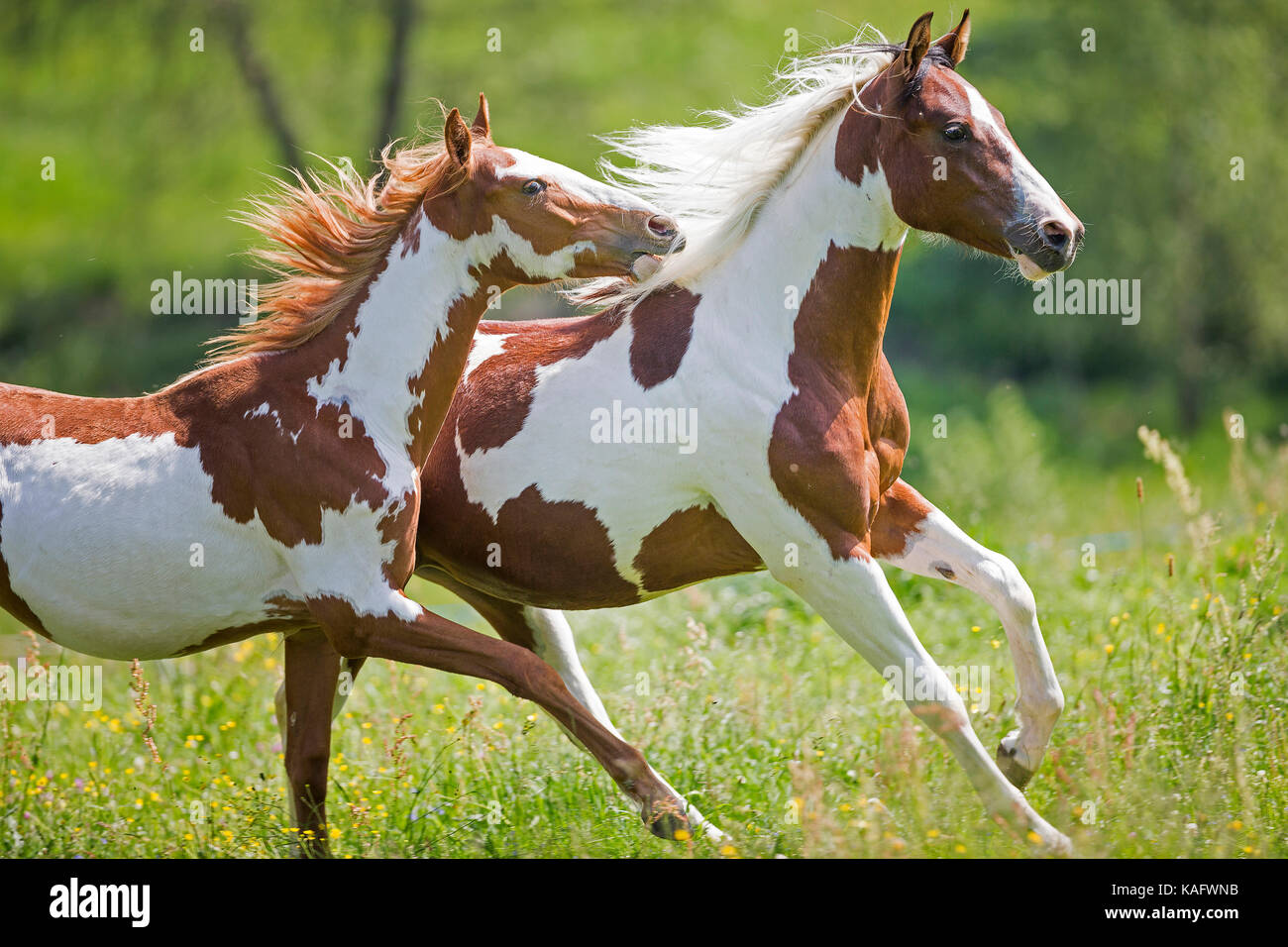 American Paint Horse. Zwei colts Galoppieren auf einer Wiese. Österreich Stockfoto