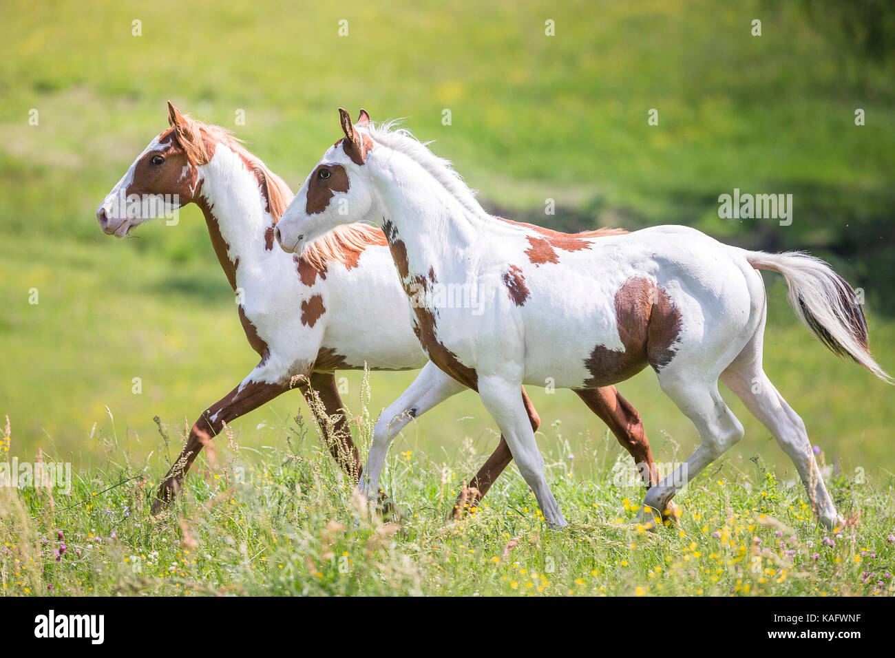 American Paint Horse. Zwei colts Trab auf einer Wiese. Österreich Stockfoto