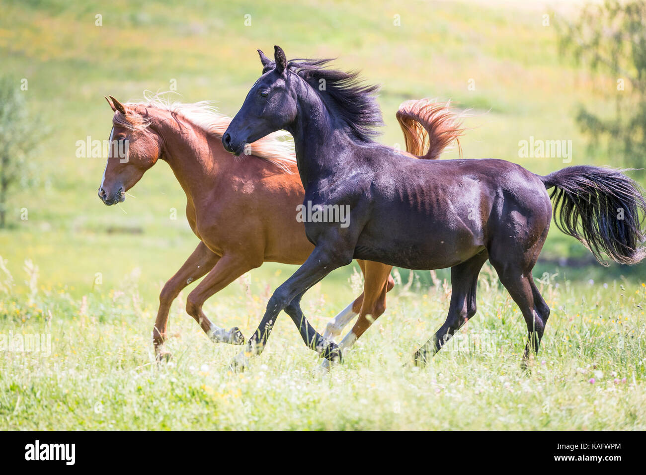 Arabische Pferd. Zwei colts Galoppieren auf einer Wiese. Österreich Stockfoto