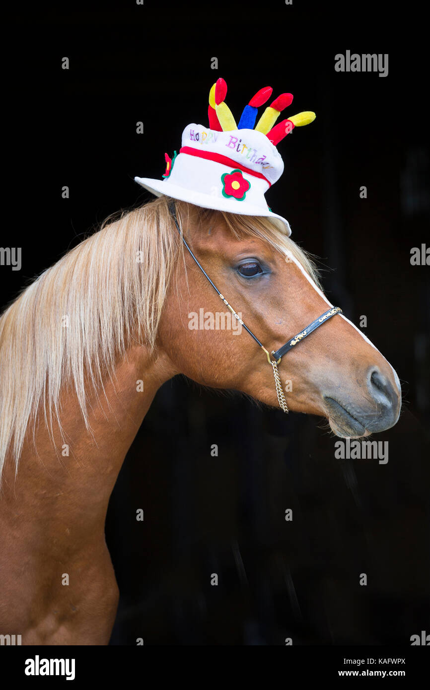 Arabische Pferd. Juvenile Fuchshengst einen Hut tragen, wie ein Geburtstagskuchen geprägt. Österreich Stockfoto