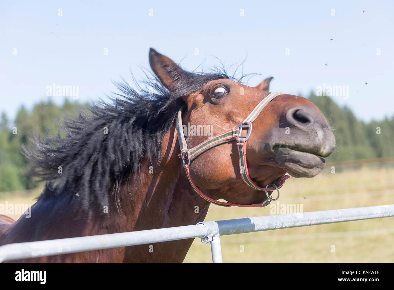 Warmblut. Bay Horse jagen Insekten weg und schüttelte den Kopf. Deutschland Stockfoto