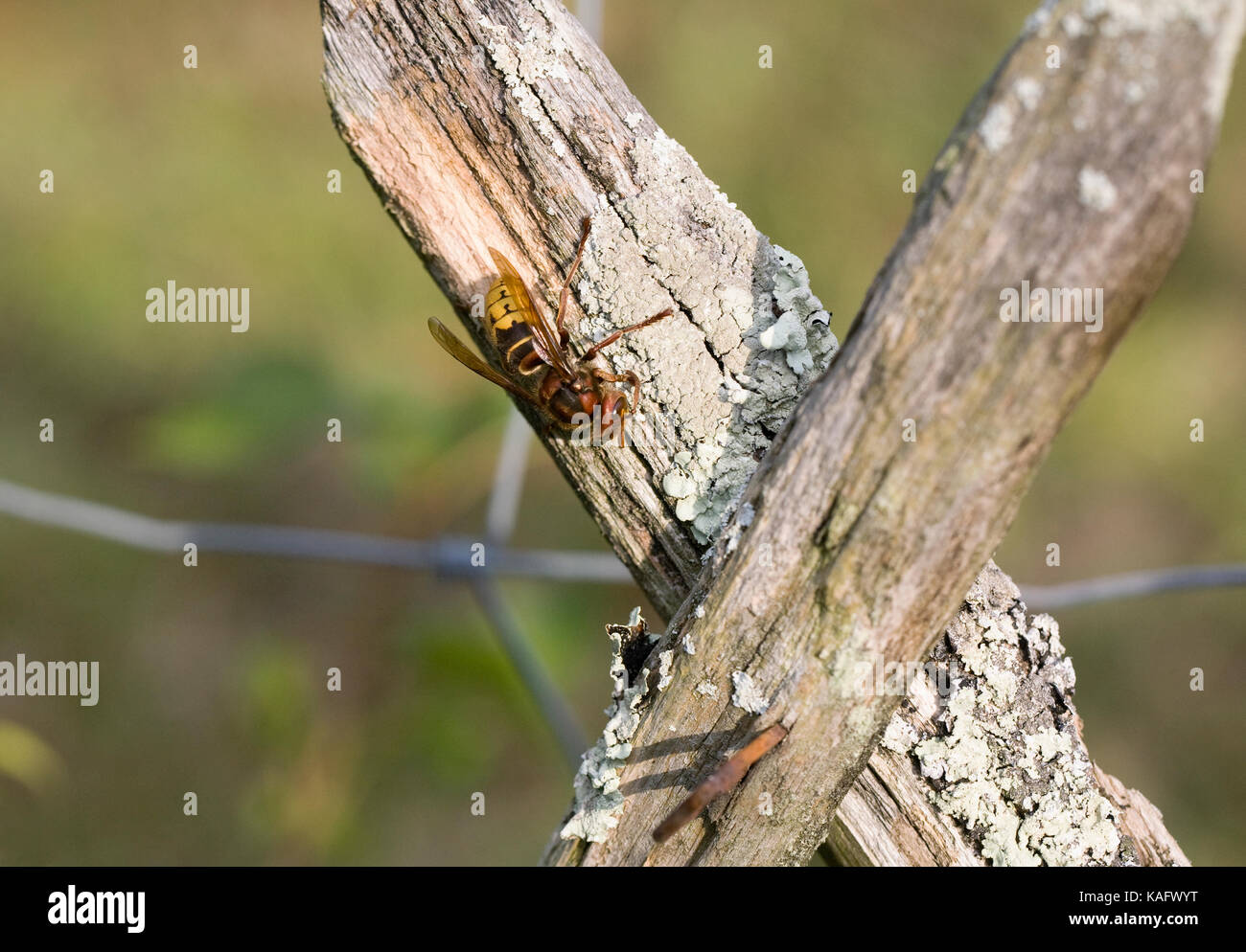 Vespa crabro. Europäischen Hornet auf einer hölzernen Zaunpfahl. Stockfoto