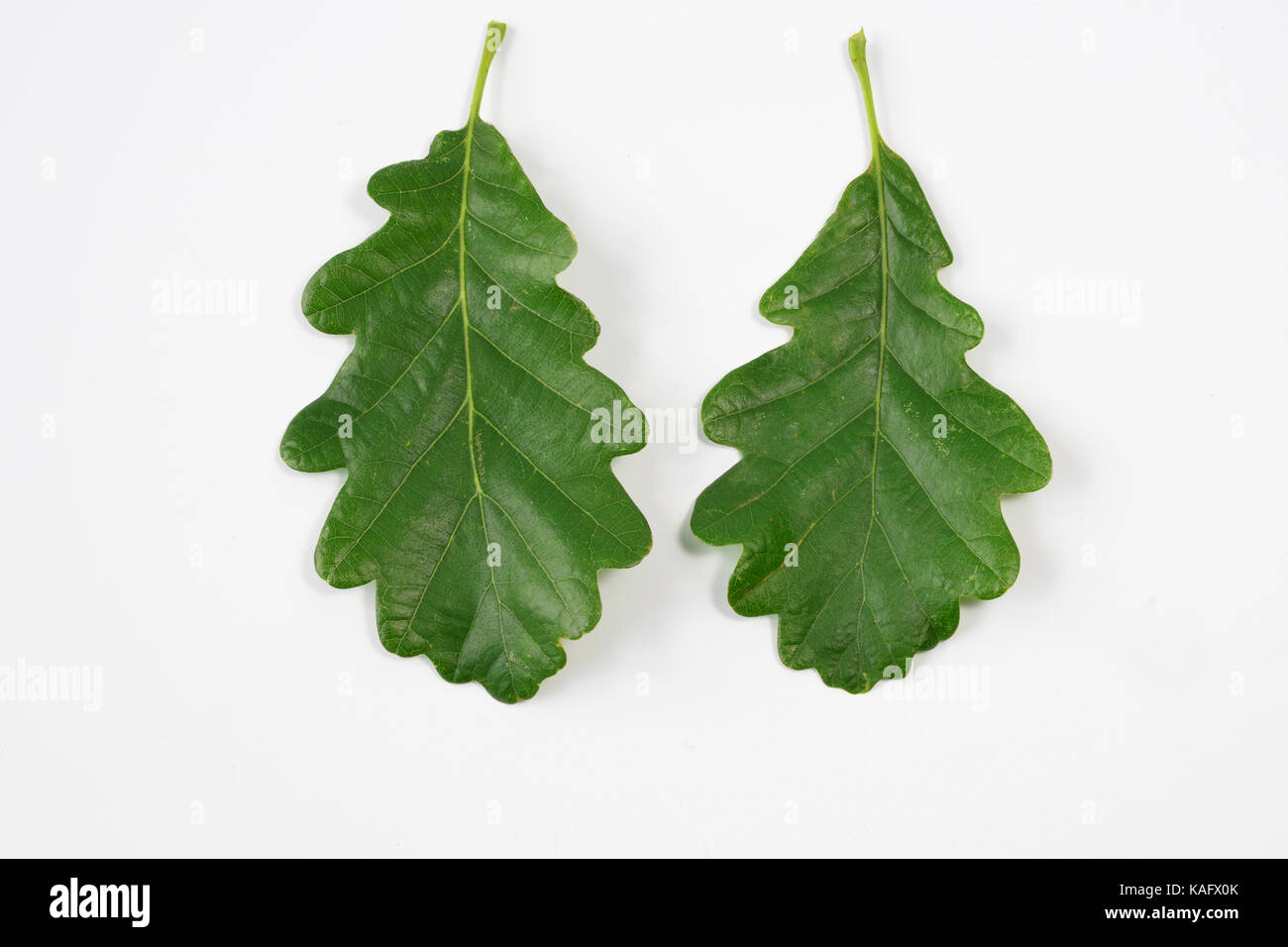 Traubeneichenholz Eiche, Trauben-eiche (Quercus pontica), zwei grünen Blättern, Studio, Ausschneiden Stockfoto