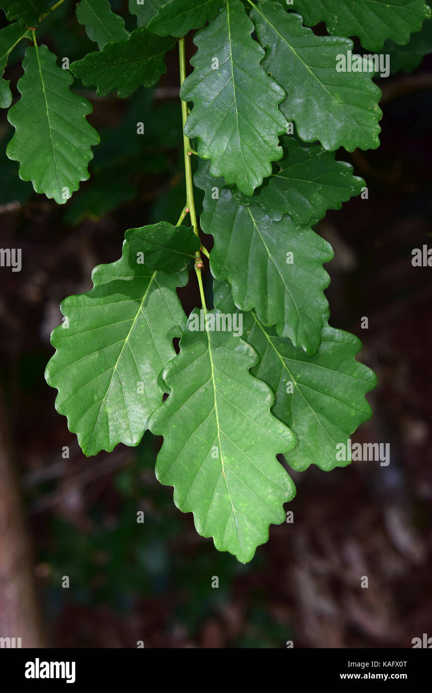 Traubeneichenholz Eiche, Trauben-eiche (Quercus pontica), Zweig mit Blättern Stockfoto